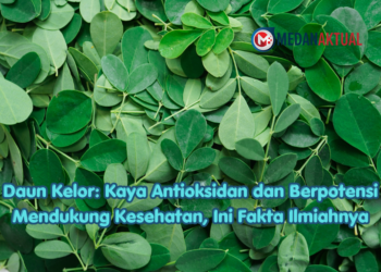 Daun Kelor: Kaya Antioksidan dan Berpotensi Mendukung Kesehatan, Ini Fakta Ilmiahnya