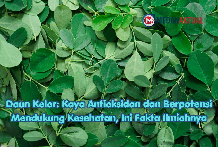 Daun Kelor: Kaya Antioksidan dan Berpotensi Mendukung Kesehatan, Ini Fakta Ilmiahnya