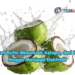 Manfaat Rutin Minum Air Kelapa, dari Hidrasi hingga Menjaga Elektrolit