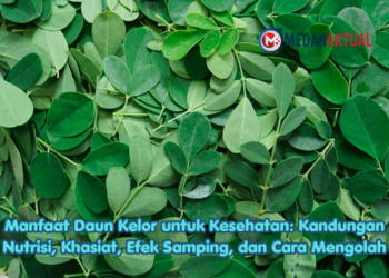 Manfaat Daun Kelor untuk Kesehatan: Kandungan Nutrisi, Khasiat, Efek Samping, dan Cara Mengolah