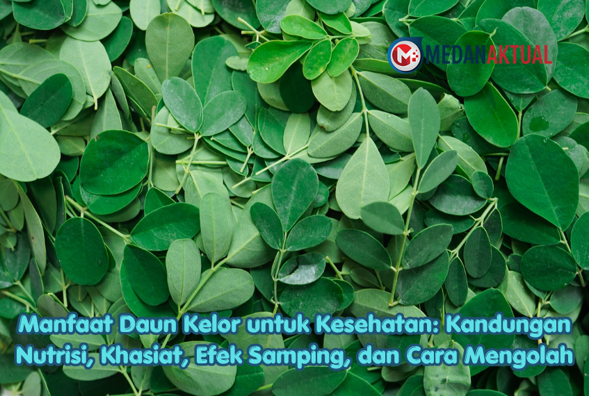 Manfaat Daun Kelor untuk Kesehatan: Kandungan Nutrisi, Khasiat, Efek Samping, dan Cara Mengolah