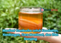 Manfaat Kombucha untuk Kesehatan, Kandungan, Cara Membuat, dan Efek Samping
