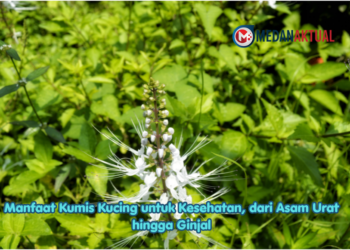 Manfaat Kumis Kucing untuk Kesehatan, dari Asam Urat hingga Ginjal