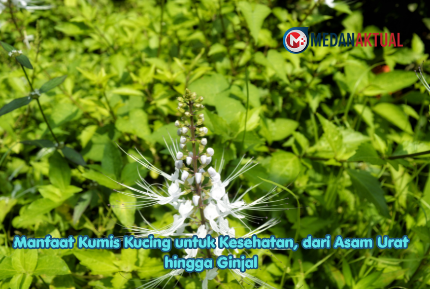 Manfaat Kumis Kucing untuk Kesehatan, dari Asam Urat hingga Ginjal