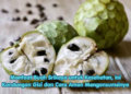 Manfaat Buah Srikaya untuk Kesehatan, Ini Kandungan Gizi dan Cara Aman Mengonsumsinya