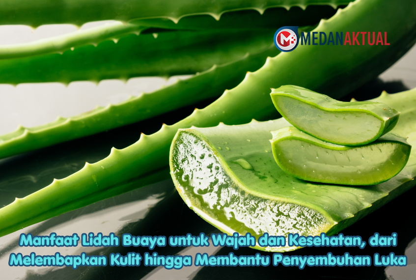 Manfaat Lidah Buaya untuk Wajah dan Kesehatan, dari Melembapkan Kulit hingga Membantu Penyembuhan Luka