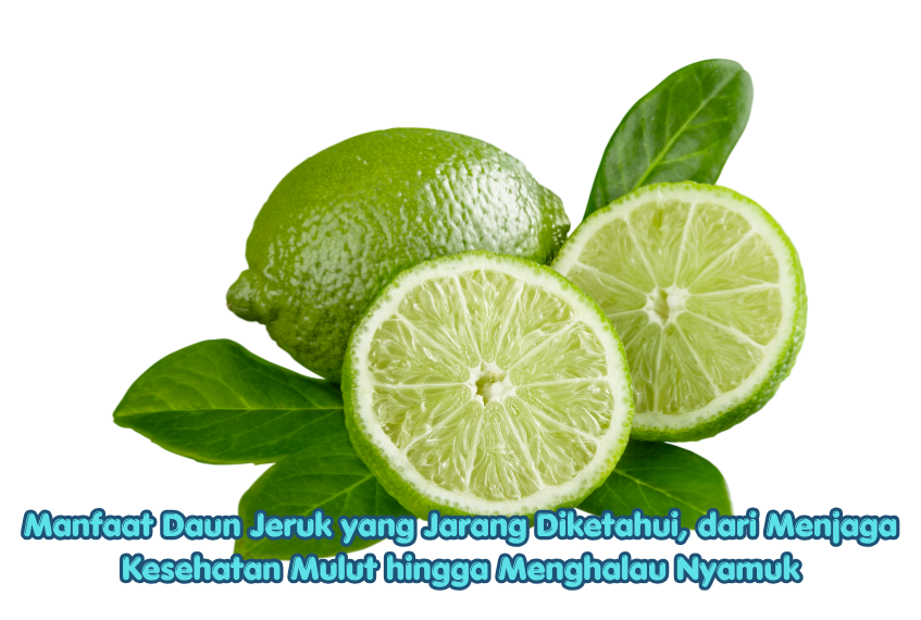 Manfaat Daun Jeruk yang Jarang Diketahui, dari Menjaga Kesehatan Mulut hingga Menghalau Nyamuk