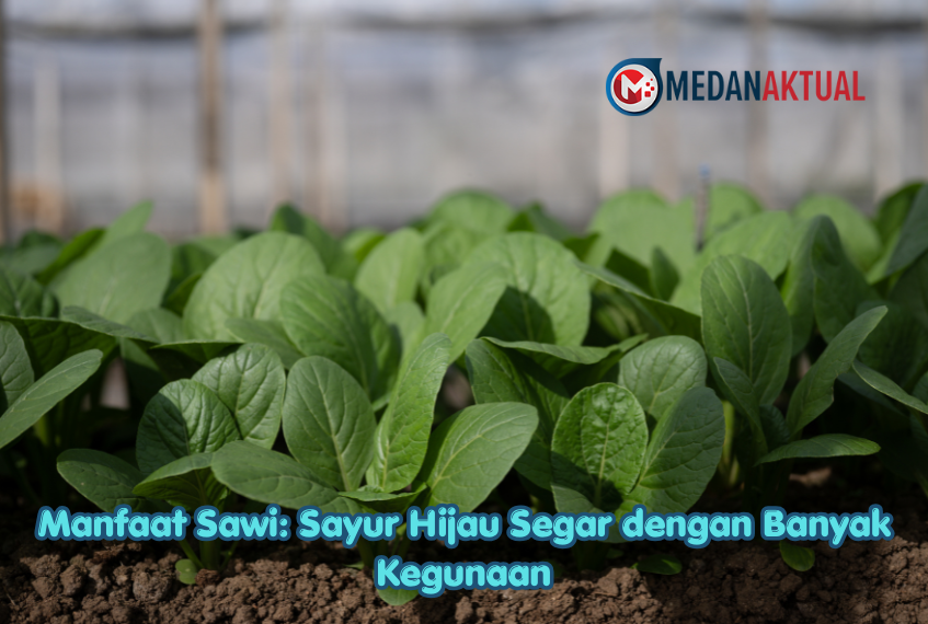 Manfaat Sawi: Sayur Hijau Segar dengan Banyak Kegunaan