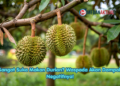 Sangat Suka Makan Durian? Waspada Akan Dampak Negatifnya!