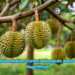Sangat Suka Makan Durian? Waspada Akan Dampak Negatifnya!