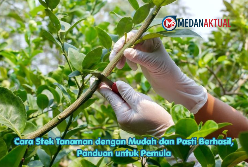 Cara Stek Tanaman dengan Mudah dan Pasti Berhasil, Panduan untuk Pemula