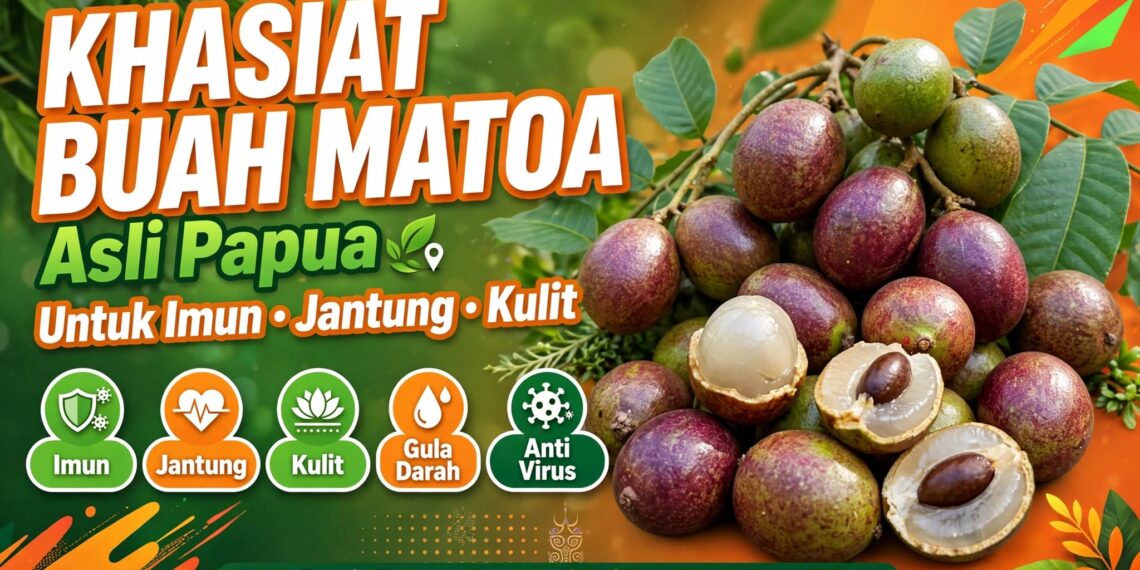 Khasiat Buah Matoa Asli Papua Untuk Imun, Jantung & Kulit