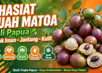 Khasiat Buah Matoa Asli Papua Untuk Imun, Jantung & Kulit