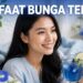 Manfaat Bunga Telang Sebagai Obat Herbal Alami Kaya Antioksidan