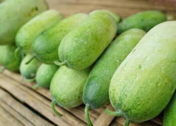 Manfaat Buah Kundur bagi Kesehatan Tubuh, dari Pencernaan hingga Kesehatan Kulit